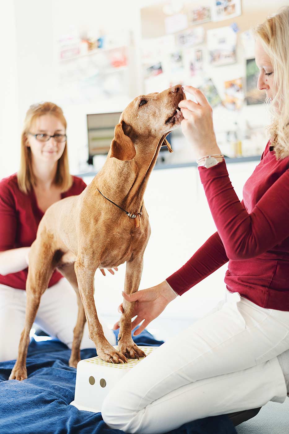 © Thilo Gögelein Fotografie // Tiermedizinische Fachangestellte (TMFA) der Tierarztpraxis Korbach mit Hund in tierärztlicher Behandlung