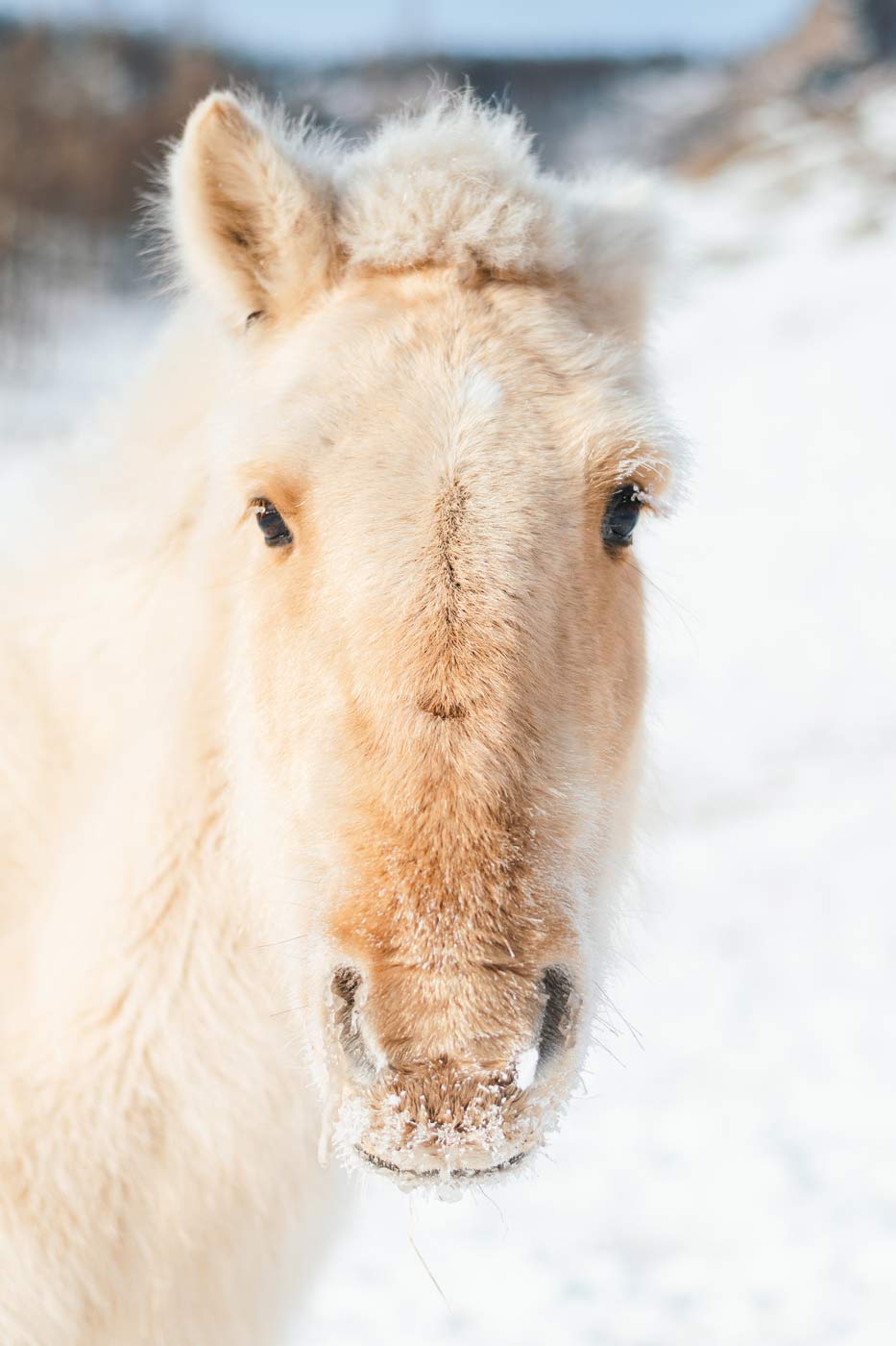 © Thilo Gögelein Fotografie // Pferd im Terelj National Park, Mongolei