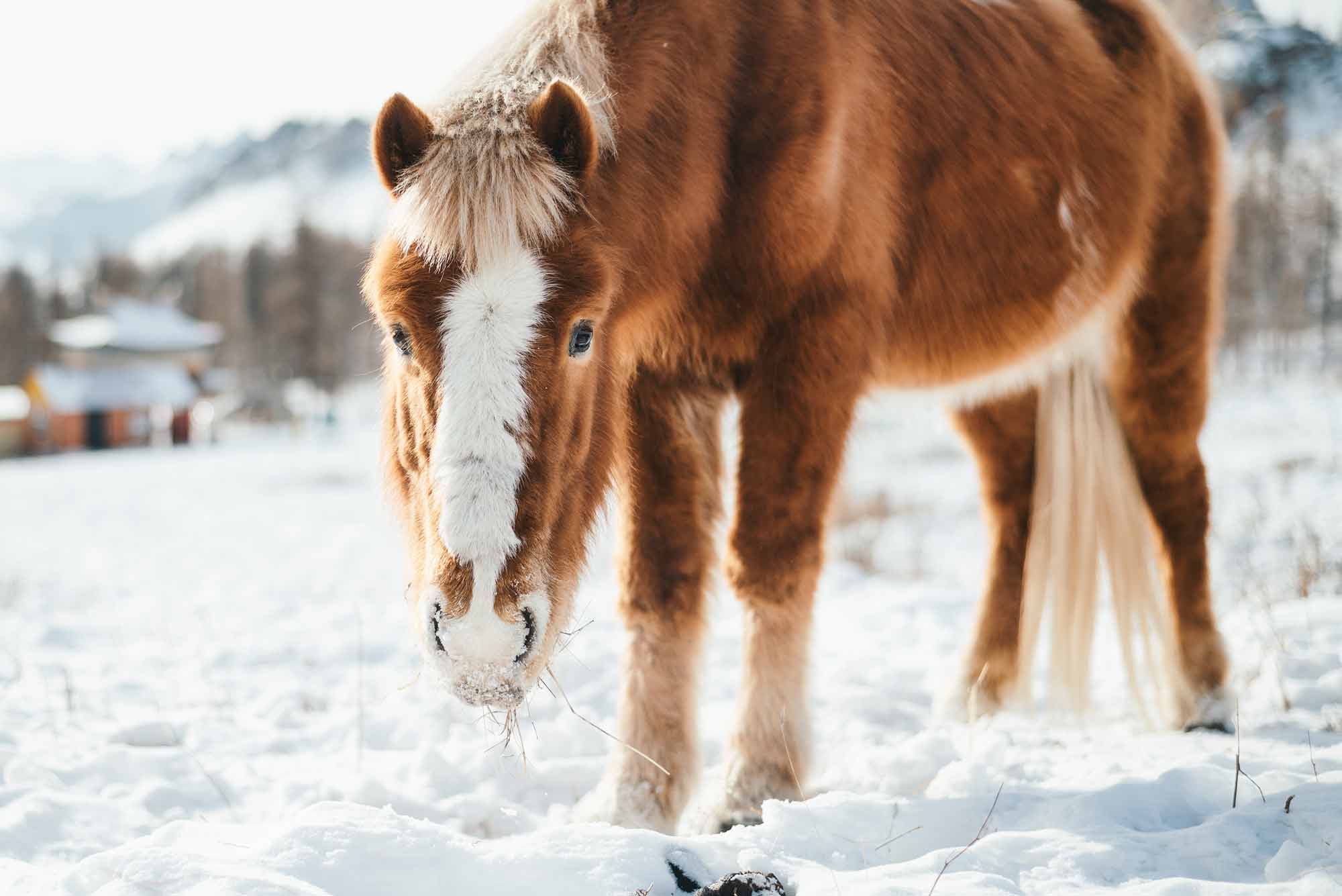 © Thilo Gögelein Fotografie // Pferd im Terelj National Park, Mongolei