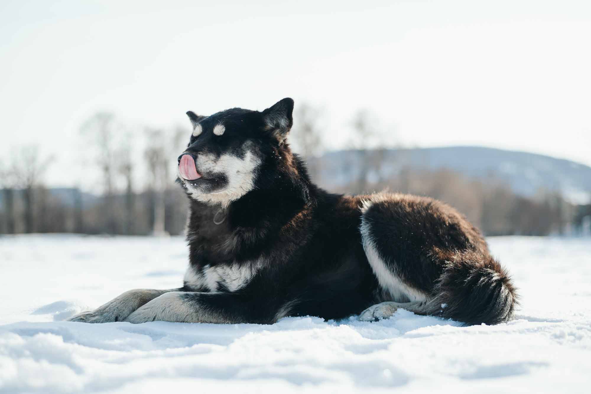 © Thilo Gögelein Fotografie // Hund im Terelj National Park, Mongolei