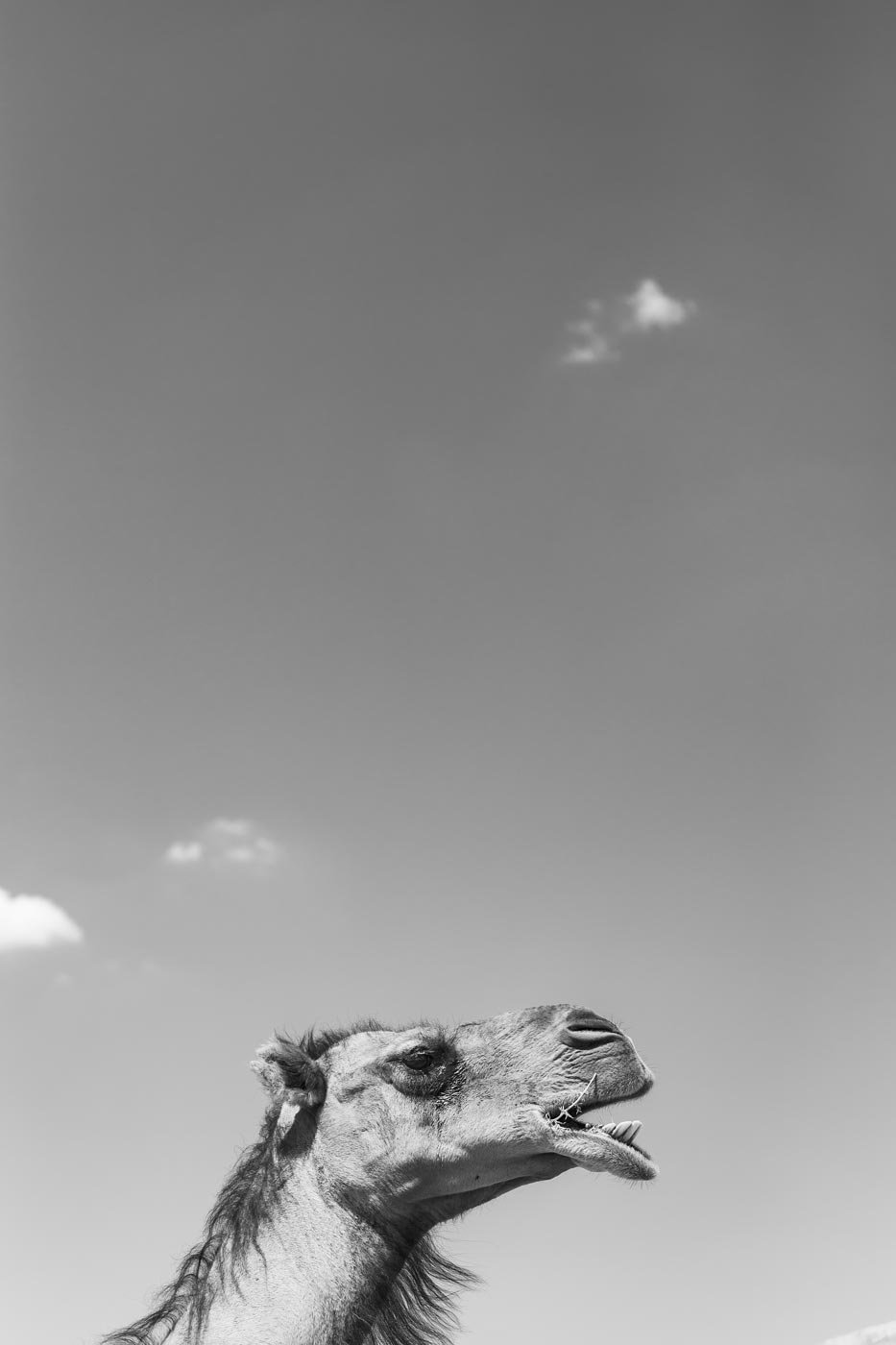 © Thilo Gögelein Fotografie // Kamel in der usbekischen Mittagssonne